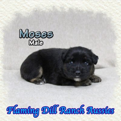 Moses 3