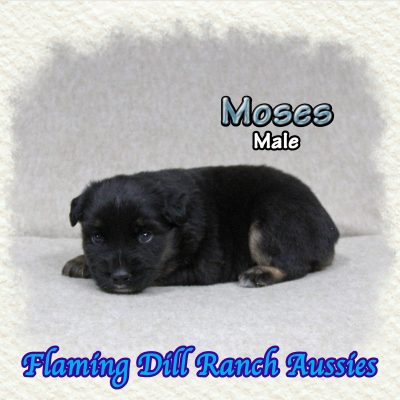 Moses 4