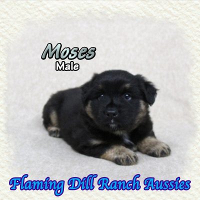 Moses 7