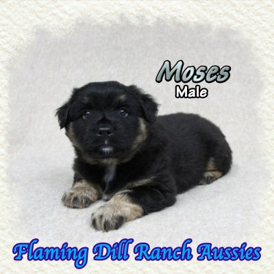 Moses 8