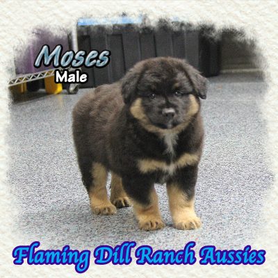 Moses 9