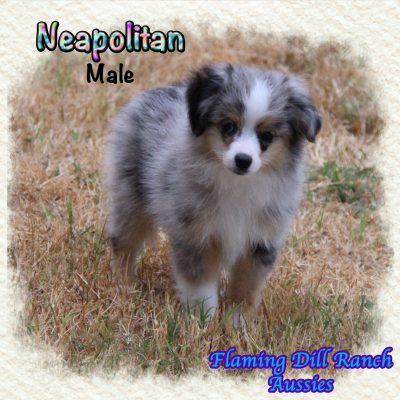 Neapolitan 16