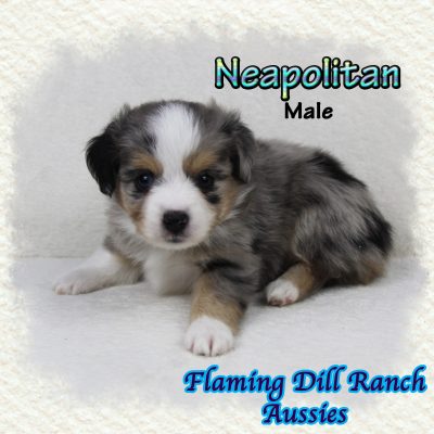 Neapolitan 6