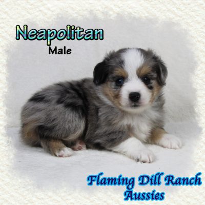 Neapolitan 7
