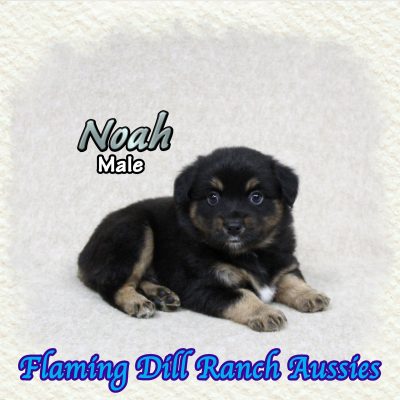 Noah 5