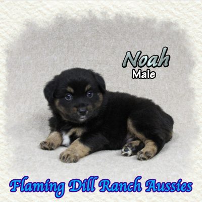 Noah 6