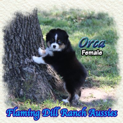 Orca 11