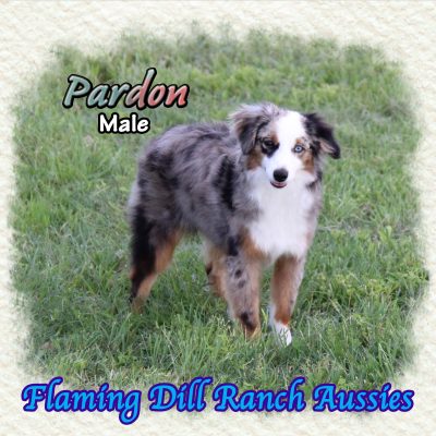 Pardon 25