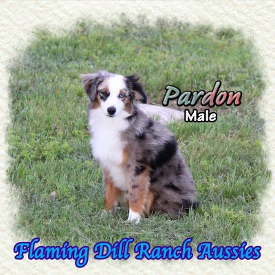 Pardon 27