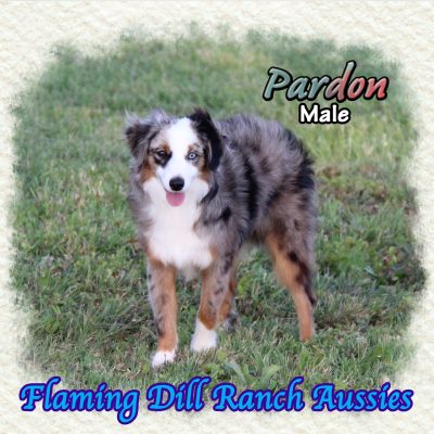 Pardon 29