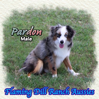 Pardon 39
