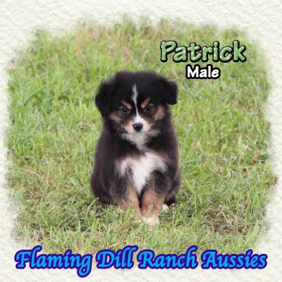 Patrick 11