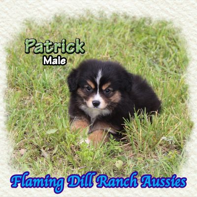 Patrick 12