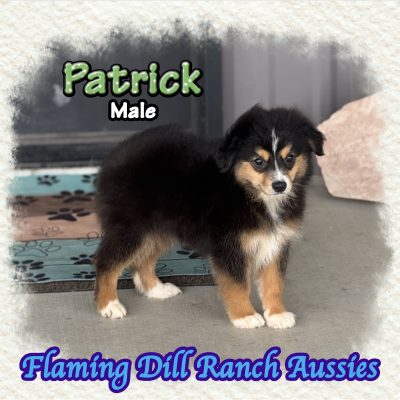 Patrick 13