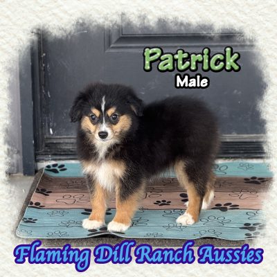 Patrick 14