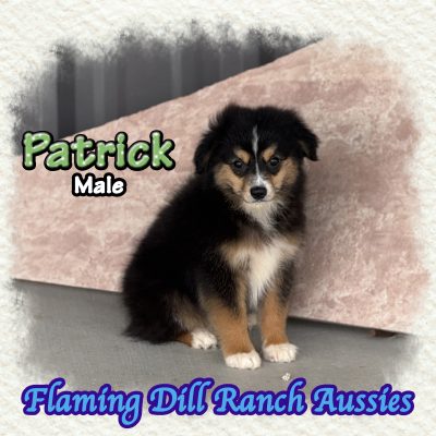 Patrick 15