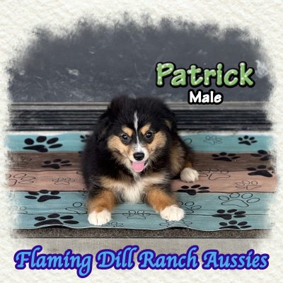 Patrick 16