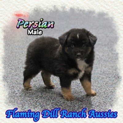 Persian 5