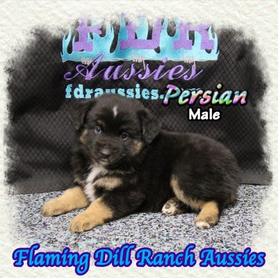 Persian 8