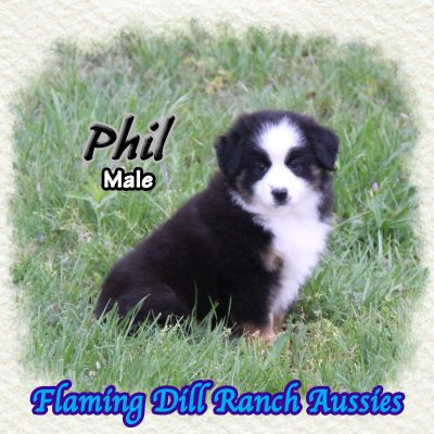 Phil 11