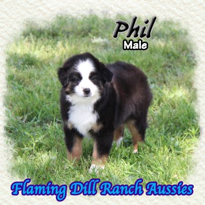 Phil 13