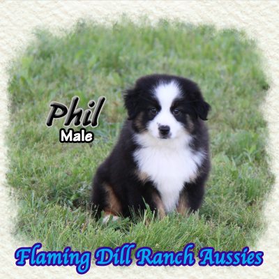 Phil 15