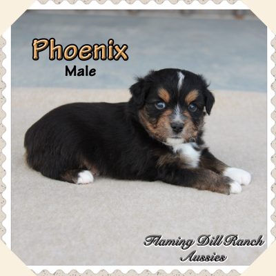 Phoenix 1