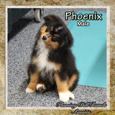 Phoenix 15