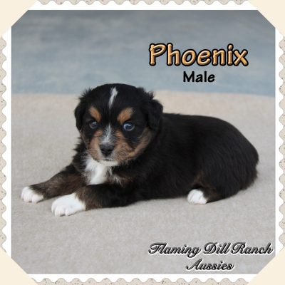 Phoenix 2