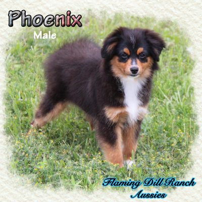Phoenix 21