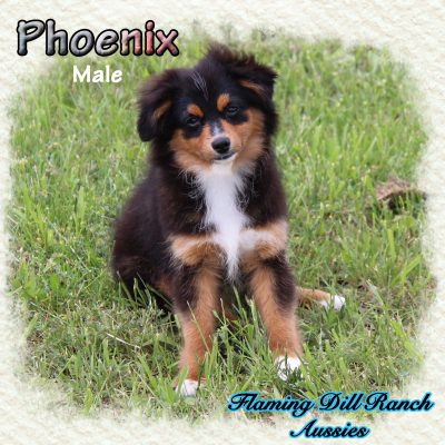 Phoenix 23