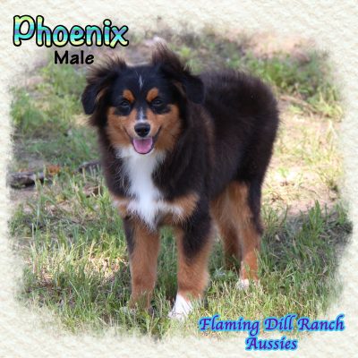 Phoenix 26