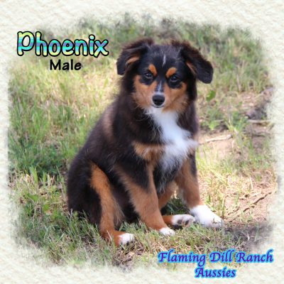 Phoenix 27