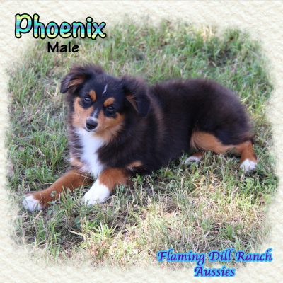 Phoenix 28