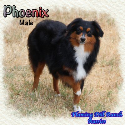 Phoenix 33