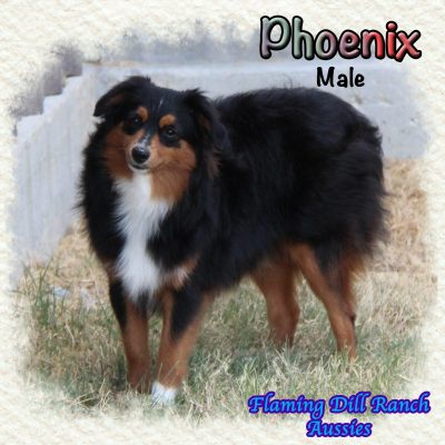Phoenix 34