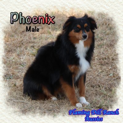 Phoenix 35