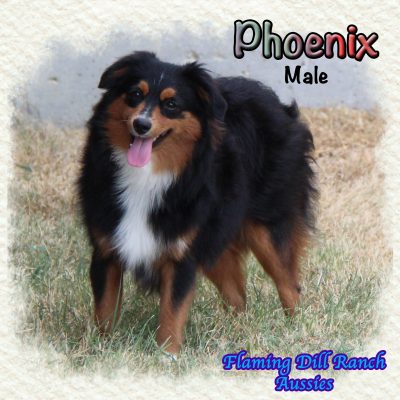 Phoenix 36