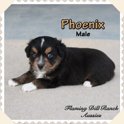 Phoenix 4