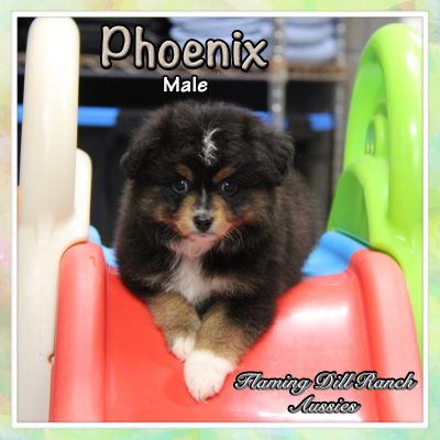 Phoenix 7