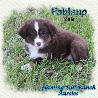 Poblano 12