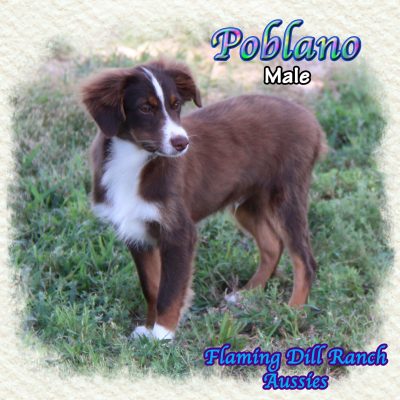Poblano 21