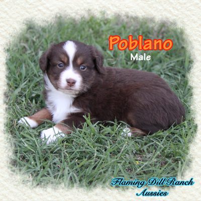 Poblano 6