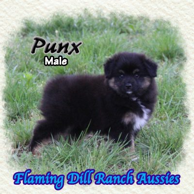 Punx 10