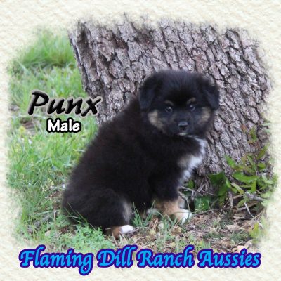 Punx 11