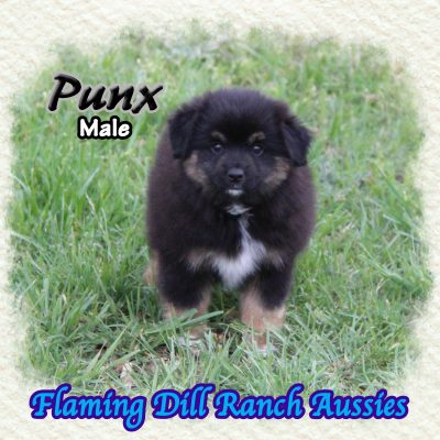 Punx 12