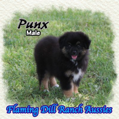 Punx 13