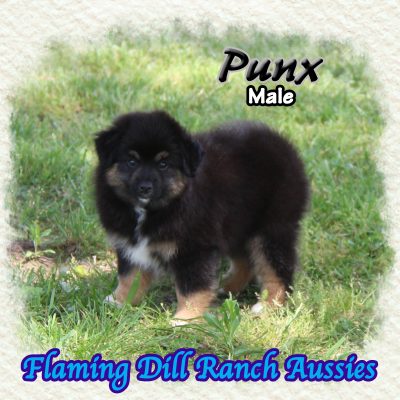 Punx 14