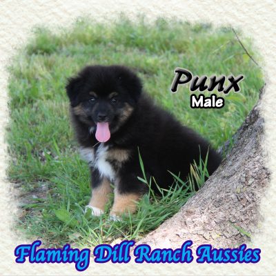 Punx 15