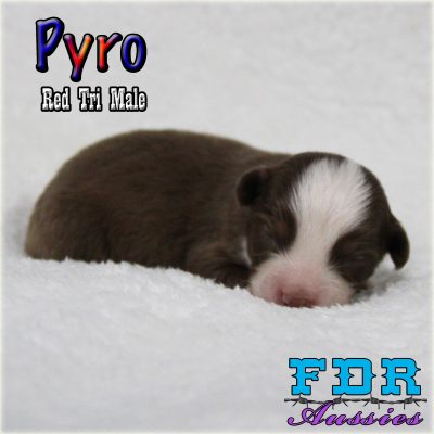 Pyro 1